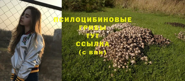 крисы Бородино